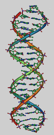 DNA Double Helix
